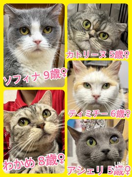 🐾今日の里親様募集中ニャンコ🐱メンバーです🐾2023,5,3【保護犬カフェ天神橋店】